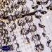 Люстра подвесная светодиодная с хрусталем Eurosvet Royal 90050/1 хром